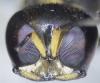 Ectemnius lapidarius